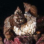 Buccinum undatum